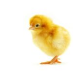 baby chick dream meaning