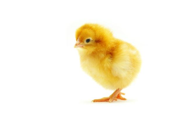 baby chick dream meaning