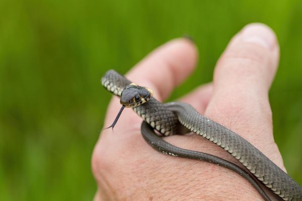 baby snake dream meaning