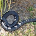 big black snake dream meaning