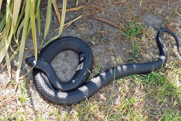 big black snake dream meaning