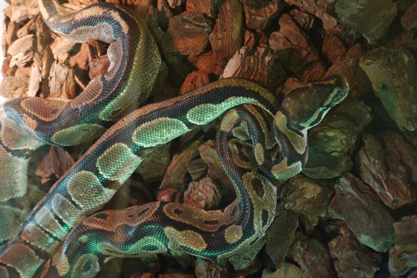 black and green snake dream meaning