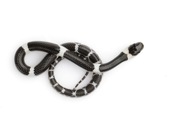 black and white snake dream meaning