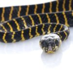 black and yellow snake dream meaning