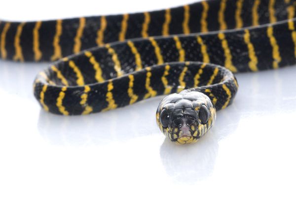 black and yellow snake dream meaning