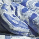 blue and white snake dream meaning