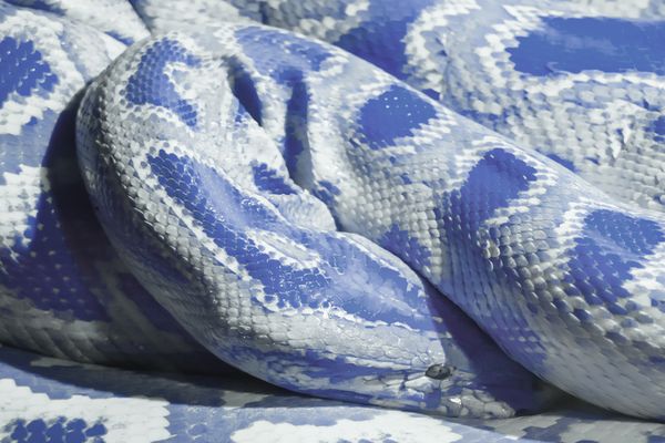 blue and white snake dream meaning