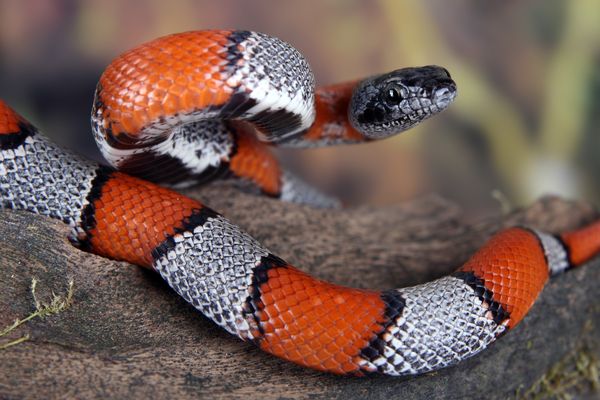 coral snake dream meaning