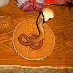 dream cobra snake meaning