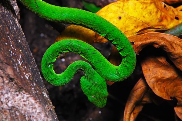 green snakes in dreams meaning