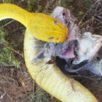killing yellow snake in dream meaning