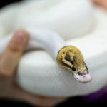 large white snake dream meaning