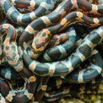 lots of snakes in house dream meaning