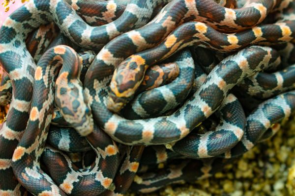 lots of snakes in house dream meaning