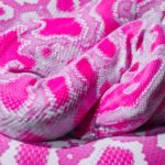 pink snake dream meaning