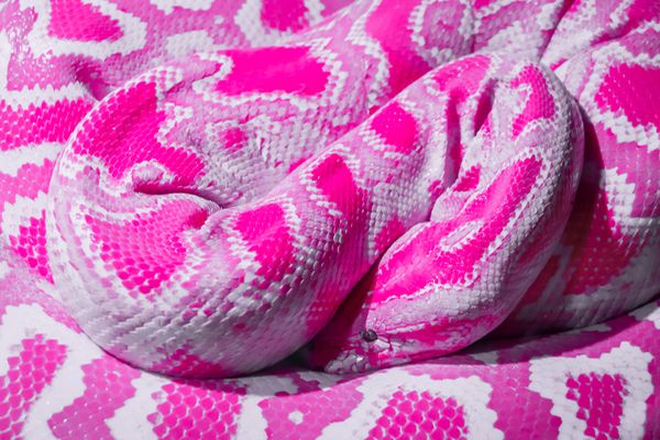 pink snake dream meaning