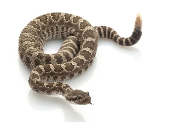 rattlesnake dream meaning