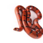 red and black snake dream meaning