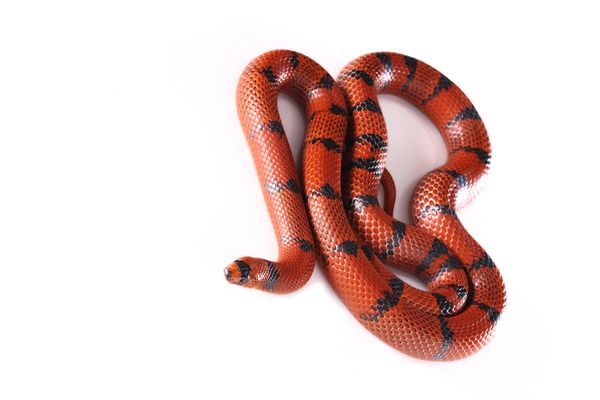 red and black snake dream meaning