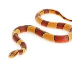 red and yellow snake dream meaning