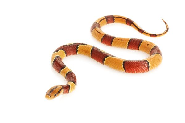 red and yellow snake dream meaning