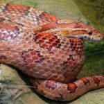 red snake in dream meaning