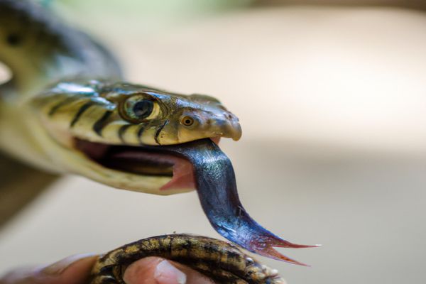 snake attacking in dream meaning