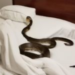 snake in bed dream meaning
