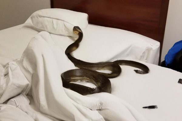 snake in bed dream meaning