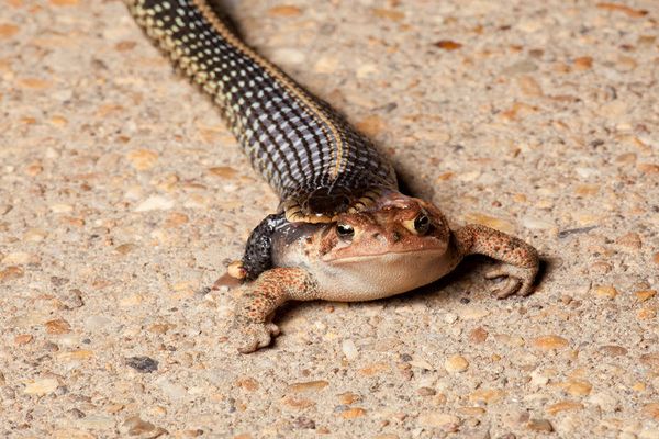 snake with legs dream meaning