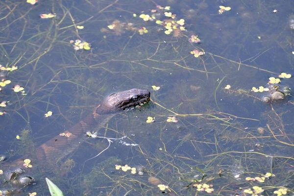 snakes in water dream meaning