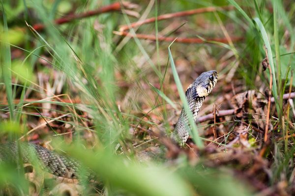 stepping on snake dream meaning