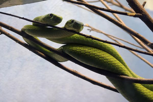 what does it mean to dream about two snakes