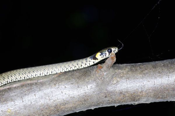 white snake in dream meaning