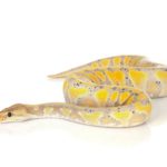 yellow and white snake dream meaning