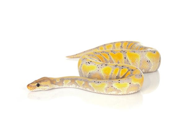 yellow and white snake dream meaning