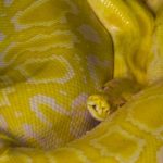 yellow python snake dream meaning