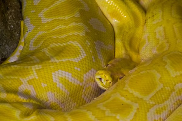 yellow python snake dream meaning