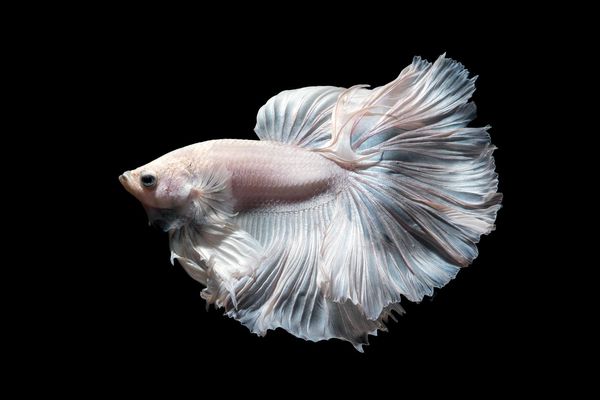 betta fish dream meaning