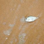 dead fish dream meaning pregnancy