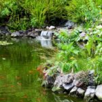 fish pond dream meaning
