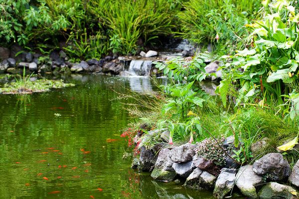 fish pond dream meaning