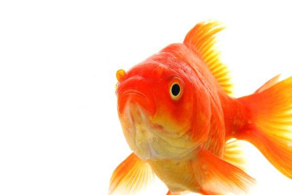 goldfish dream meaning