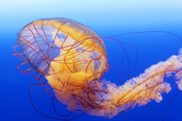 jellyfish dream meaning