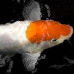 koi fish dream meaning
