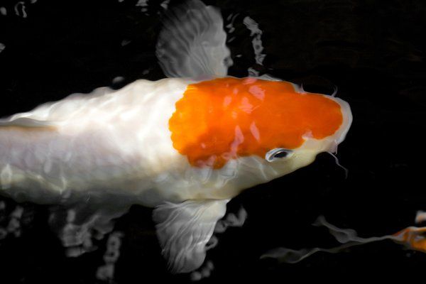 koi-fish-dream-meaning-lair-of-dreams