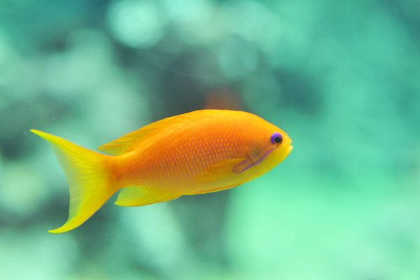 orange fish dream meaning