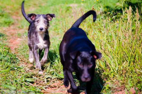 Chased By Dogs Dream Meaning - Lair of Dreams